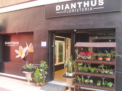 Dianthus