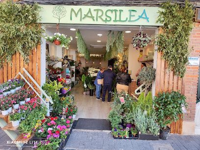 MARSILEA FLORISTAS