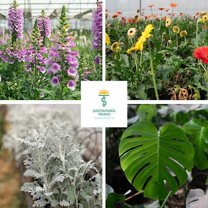 Santamaria Tirado, productores de flor