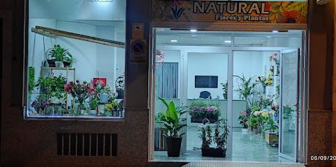 Natural Flores Y Plantas