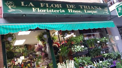 La Flor de Triana ...Hnos Luque
