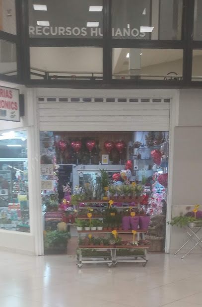 Floristería Oasis
