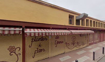 Plantes I Flors De L'anna
